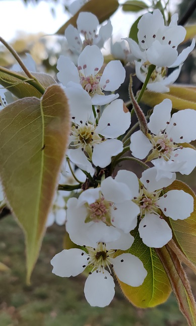 Asian pear blossoms.jpg